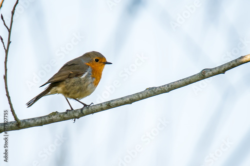 Sing Rot Kehlchen Vogel Lenz 2018 Frueh Jahr photo