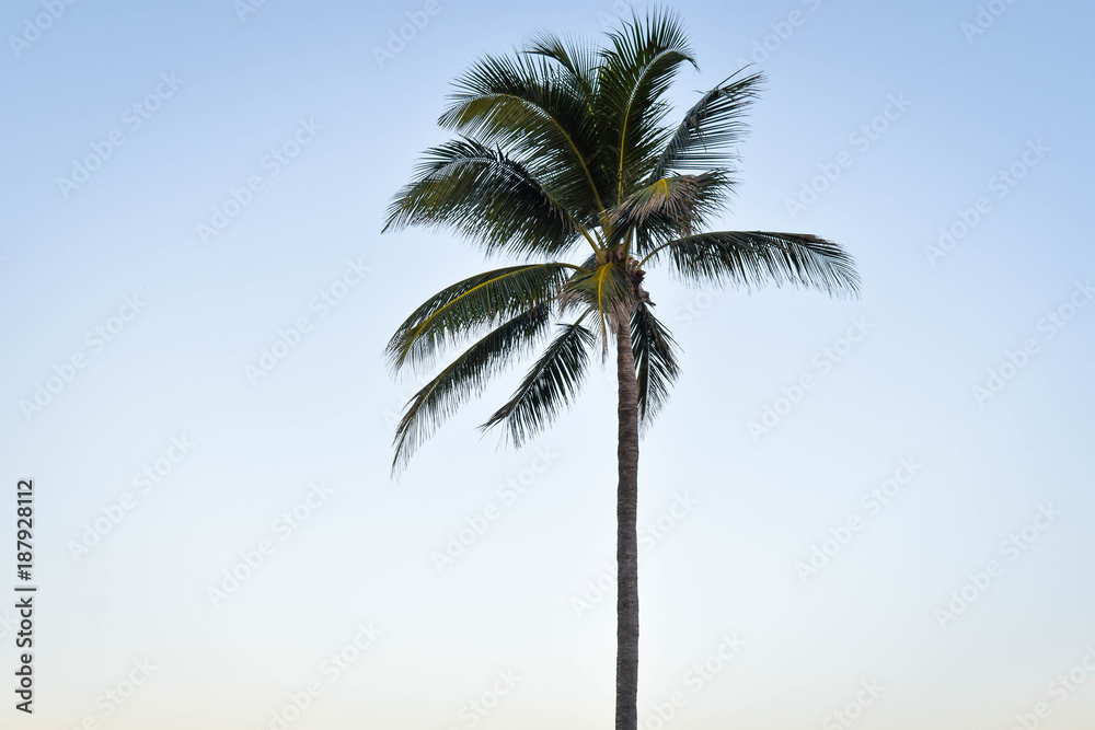 Obraz premium Palm Tree