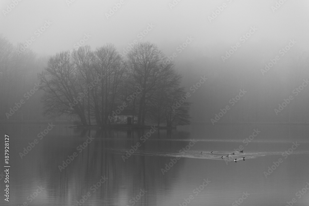 Fototapeta premium isle in a foggy lakes with ducks swimming in the scenery