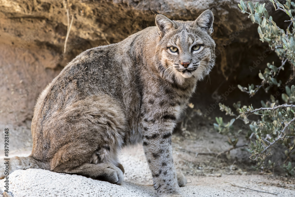 Obraz premium Bobcats
