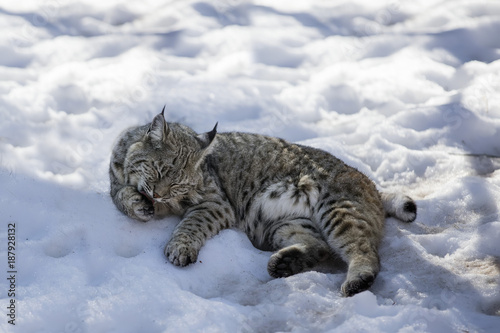 Bobcats in the snow