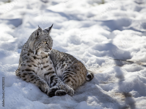 Bobcats in the snow