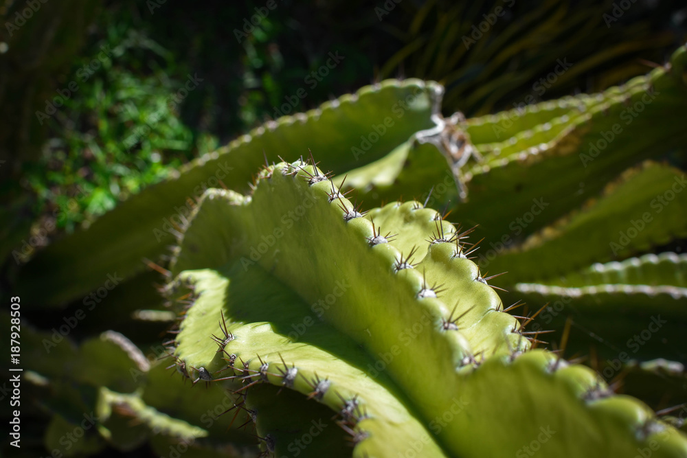 Fototapeta premium Cactus