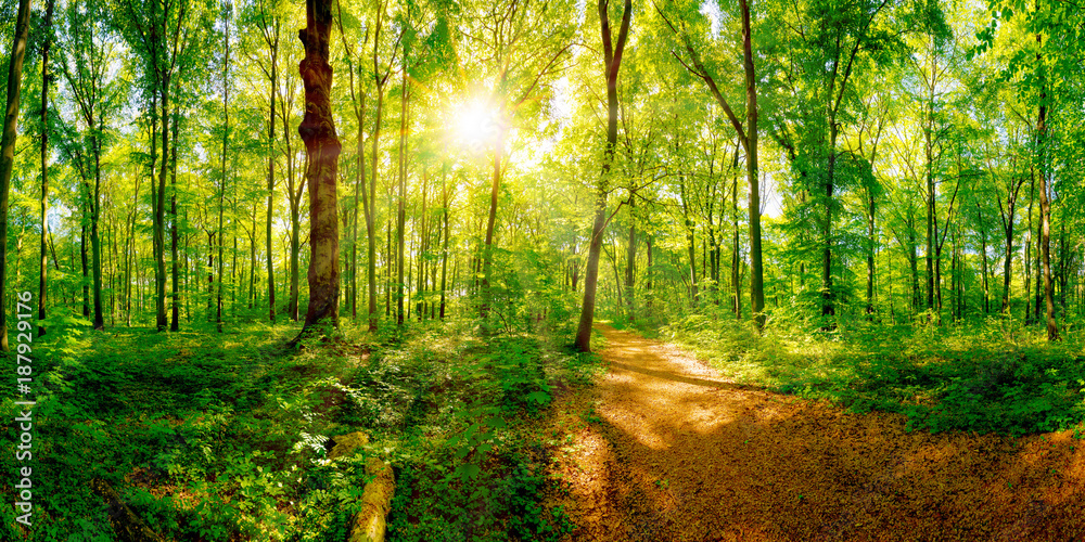 Path through a spring forest in bright sunshine - obrazy, fototapety, plakaty 