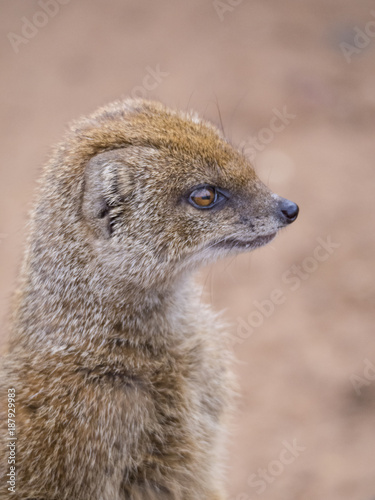 Meerkat With Blurred Background Standing Up and Looking Out