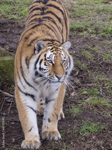 Tiger Looking Alert