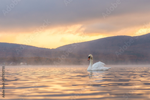 White Swan feeling romantic and love  at Lake Yamanaka with Mt. Fuji background