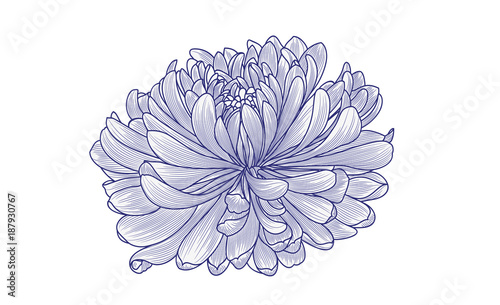 Fototapeta Naklejka Na Ścianę i Meble -  Abstract floral background. Vector flower chrysanthemum. Element for design.