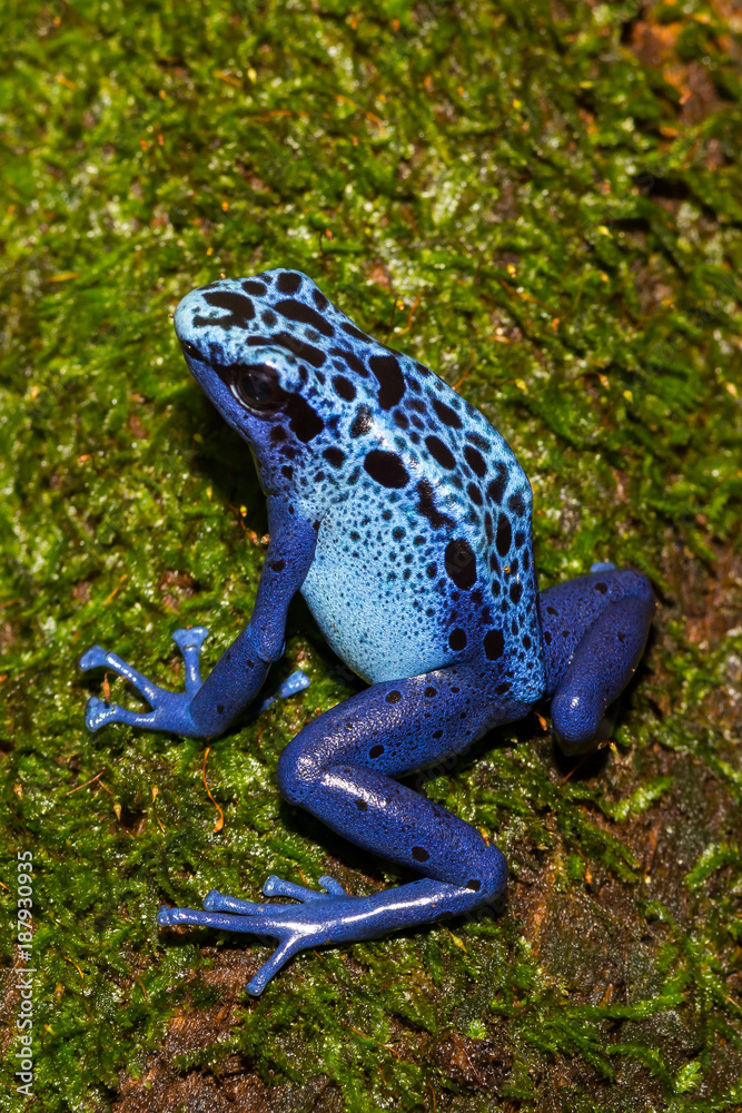 Naklejka premium A close up of a Blue Poison Dart Frog