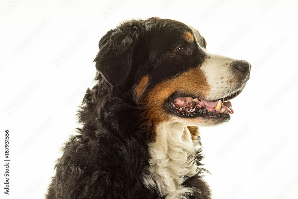 Bernese Mountain Dog (Berner Sennenhund) in studio with white background Bernese Mountain Dog (Berner Sennenhund) in studio with white background