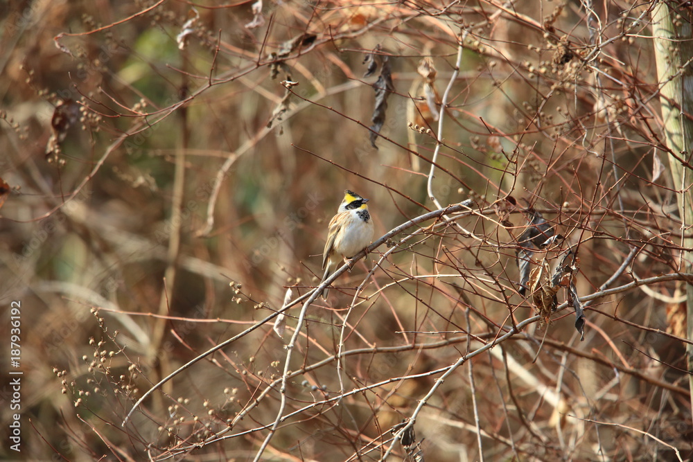 Yellow-throated bunting (Emberiza elegans) in Japan Yellow-throated bunting (Emberiza elegans) in Japan
