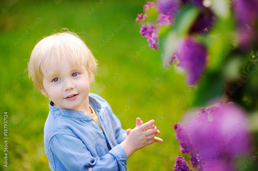 Cute little blonde hair boy enjoy blooming lilac in the domestic garden in warm day Cute little blonde hair boy enjoy blooming lilac in the domestic garden in warm day