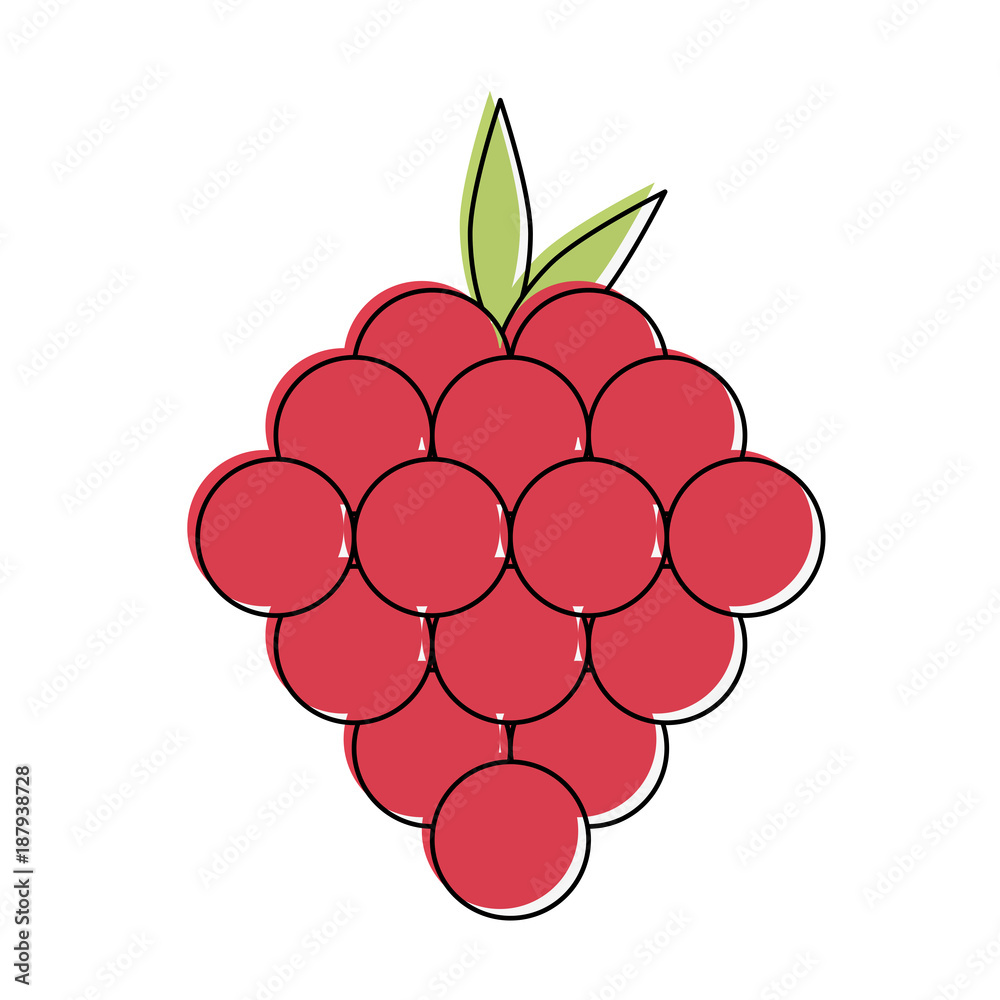 Raspberry fruit isolated icon vector illustration graphic design Raspberry fruit isolated icon vector illustration graphic design