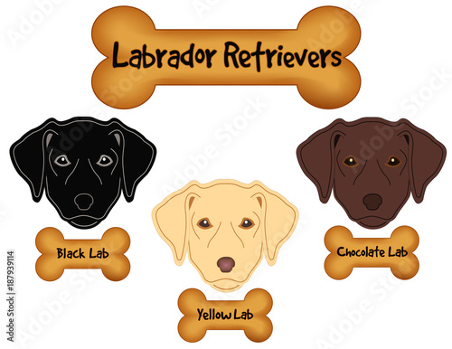 Labrador Retrievers,  Black, Chocolate, Yellow Labs, Dog Bone Treats