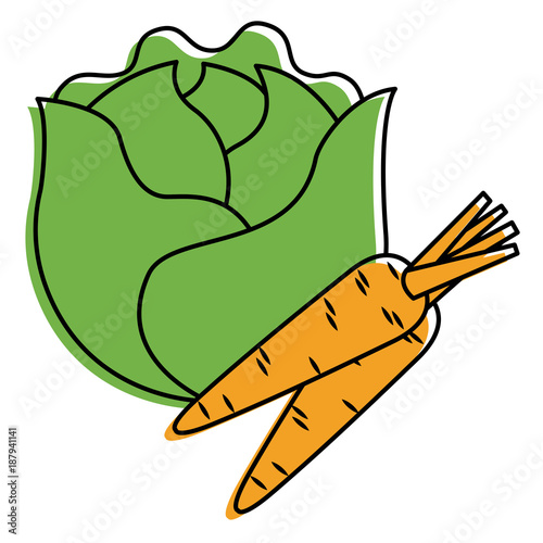 lettuce and carrots vegetables fresh food vector illustration