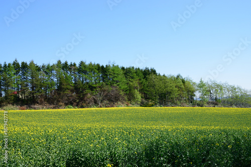 北海道の大地