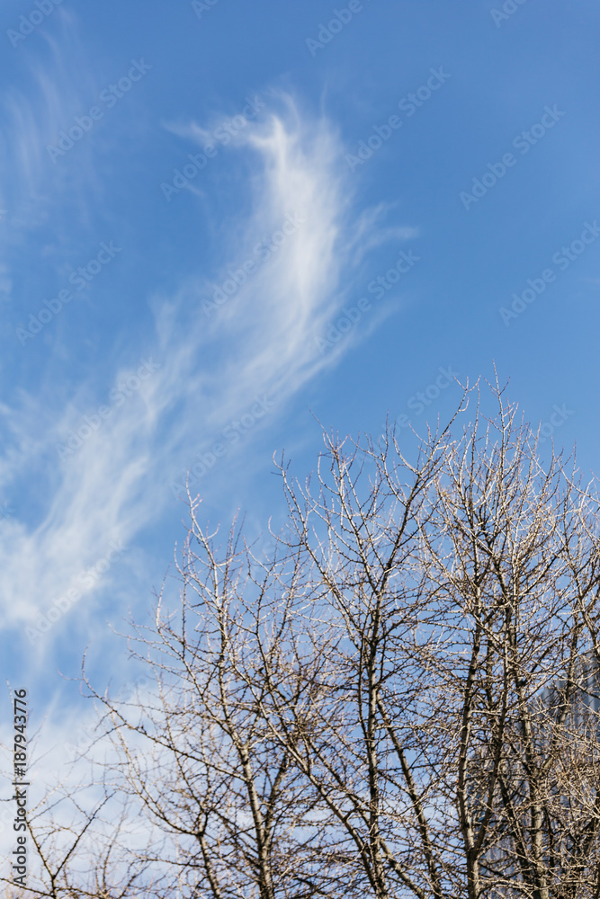Cirrus clouds in blue sky with branched in the foreground at Sapporo in Hokkaido, Japan. Cirrus clouds in blue sky with branched in the foreground at Sapporo in Hokkaido, Japan.