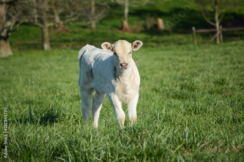 Calf in the pasture 