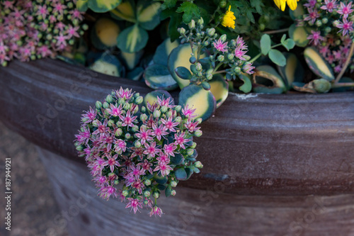 Fototapeta Naklejka Na Ścianę i Meble -  grün rosa Sternchen Fettpflanze im Tontopf als Nahaufnahme