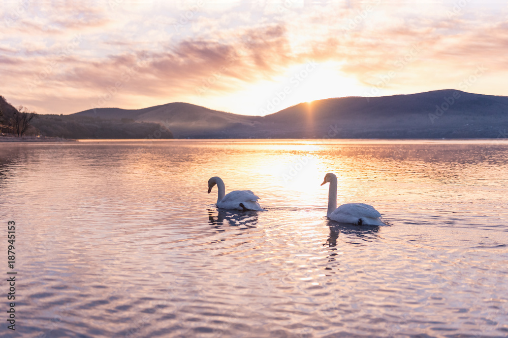 Double swans in lake with sunlight 