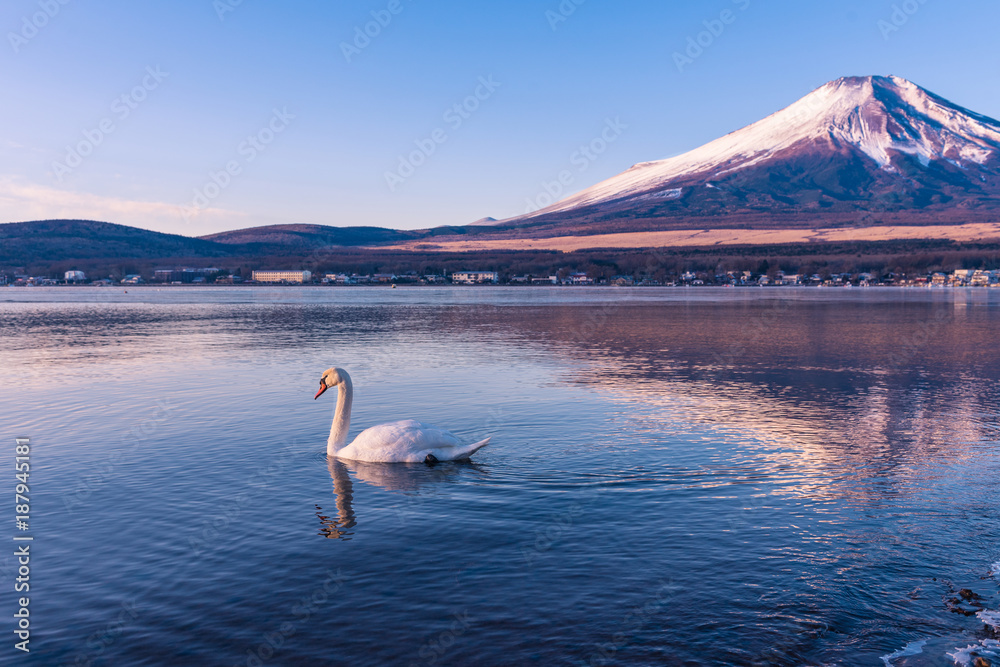 Naklejka premium Swan in lake yamanaka with Mt.Fuji background