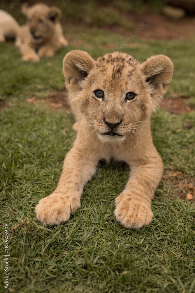 Portrait of lion cub relaxing on grass Portrait of lion cub relaxing on grass