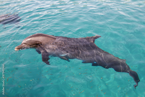 Fototapeta Bottlenosed dolphin at Red Sea