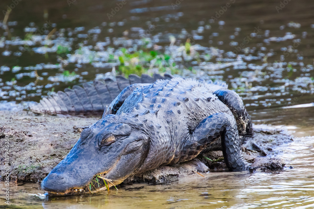 Alligator in the wild