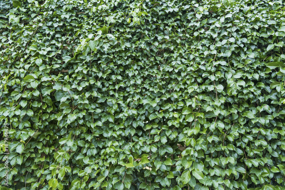 Close up.Background with green ivy leaves Close up.Background with green ivy leaves