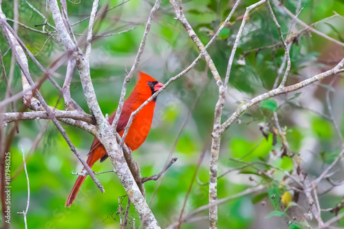 Beautiful cardinal