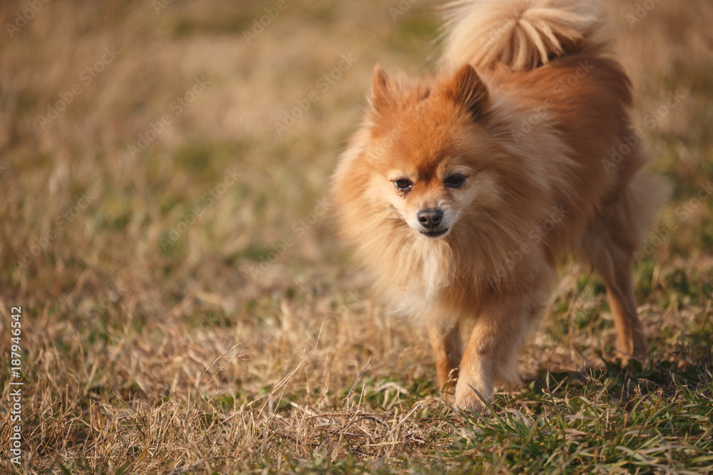 A brown butterfly dog is playing on the grass. A brown butterfly dog is playing on the grass.