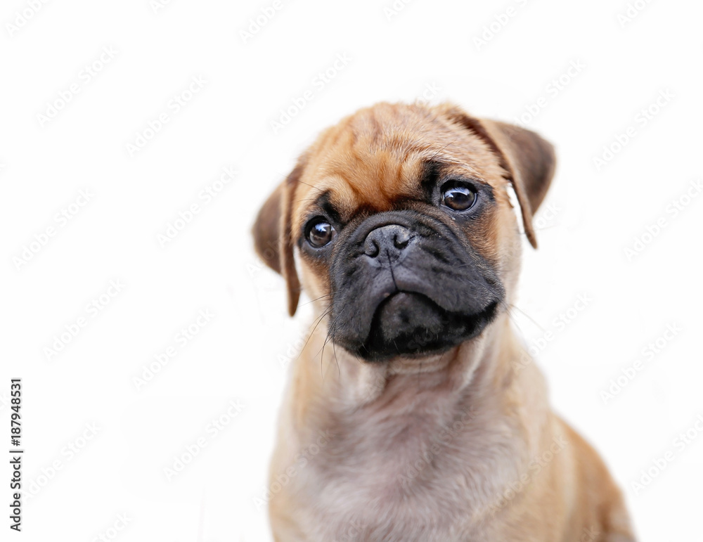 pug chihuahua mix puppy dog isolated on a white background