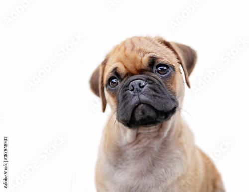 pug chihuahua mix puppy dog isolated on a white background © annette shaff