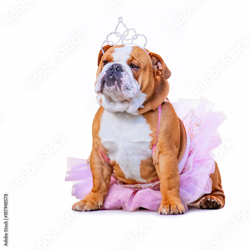 фотографія cute bulldog dressed up in a pink tutu and a princess tiara crown isolated on a