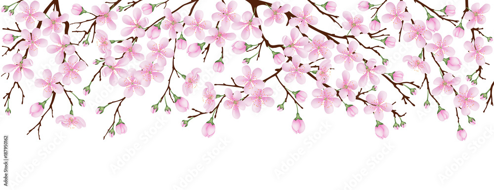 Spring banner. The pink sakura blossoms. Branches of a blossoming cherry on a white isolated background. Spring banner. The pink sakura blossoms. Branches of a blossoming cherry on a white isolated background.