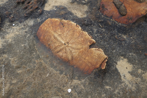砂岩の中のウニ化石(台湾、野柳地質公園)