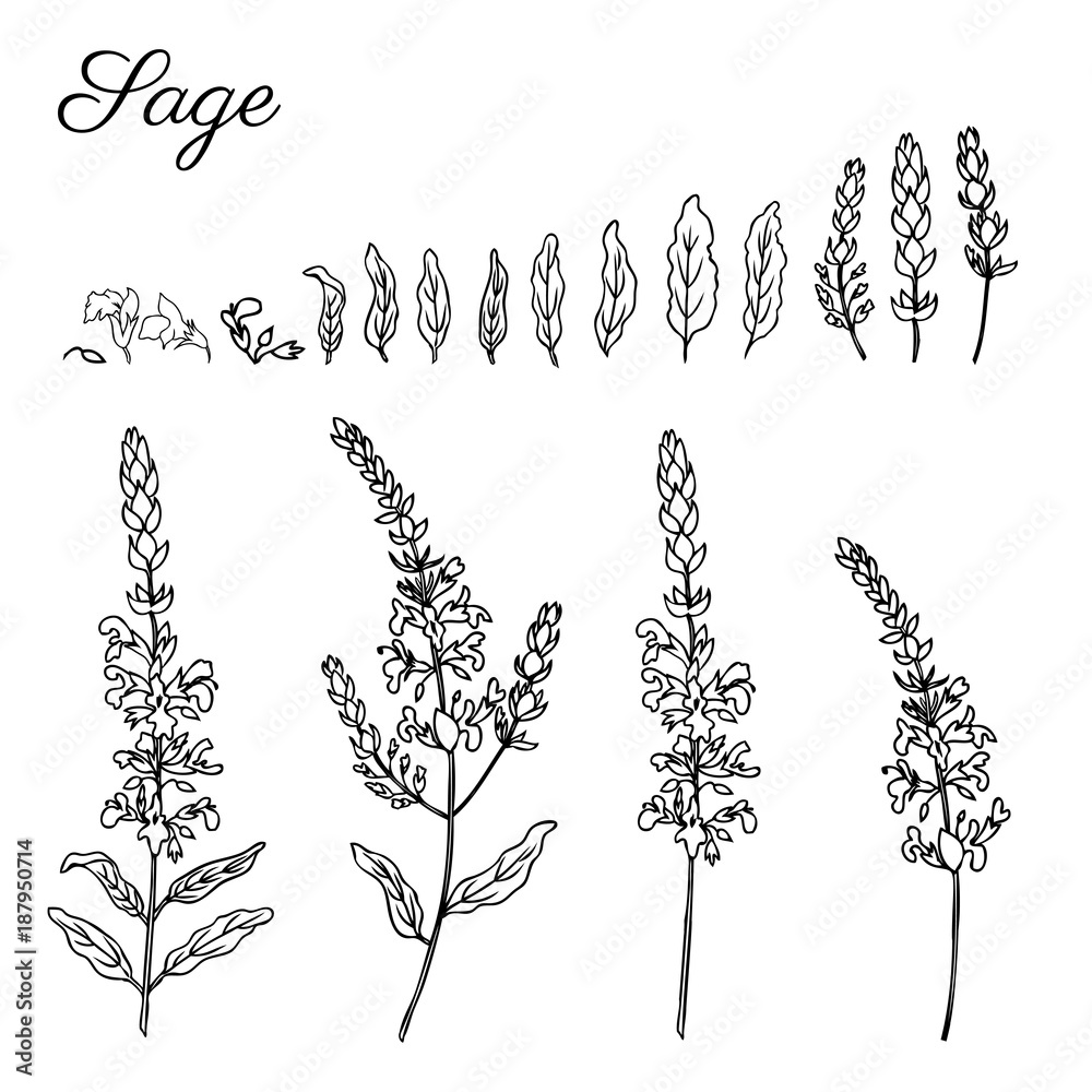Vecteur Stock Sage flower vector isolated on white background, Hand