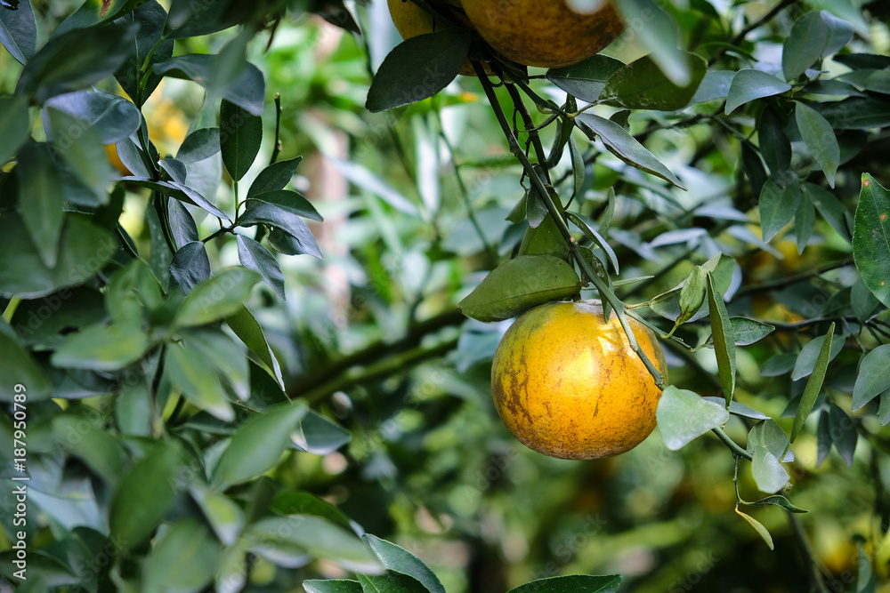 Tree of orange fruit with green leaves background