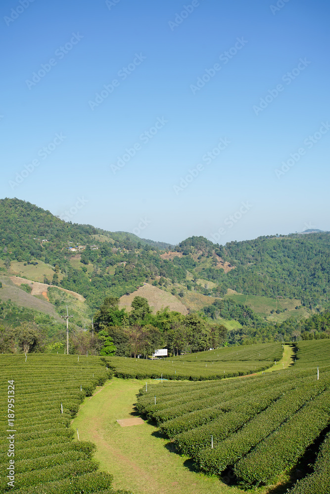 Tea plantation in Doi Mae Salong, Chiang Rai Thailand