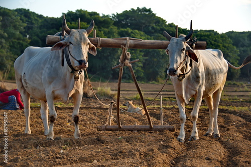 фотографія At sunset of the labor day the two tired of the bull driven by a peasant work in the village fields in Myanmar, used for planting peanuts in the flooded fields