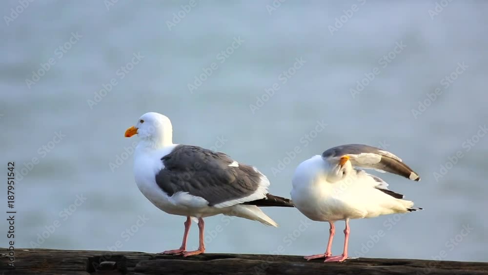 Seagull On The Shore Of The Ocean Seagull On The Shore Of The Ocean