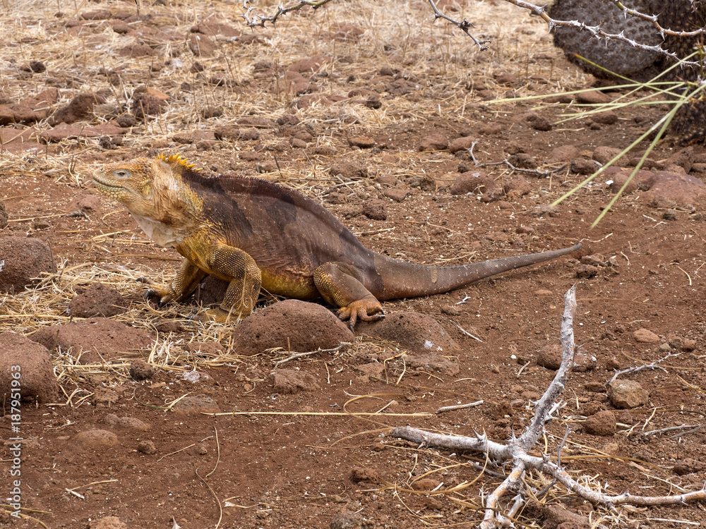 Naklejka premium The Great Land Iguana, Conolophus subcristatus, is quite crowded on the island, North Seymour, Galapagos, Ecuador