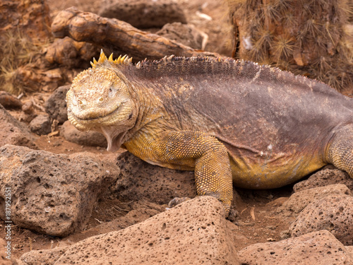 Portrait of Land Iguana  Conolophus subcristatus  North Seymour  Galapagos  Ecuador