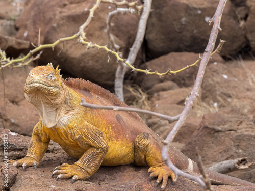 Portrait of Land Iguana  Conolophus subcristatus  North Seymour  Galapagos  Ecuador