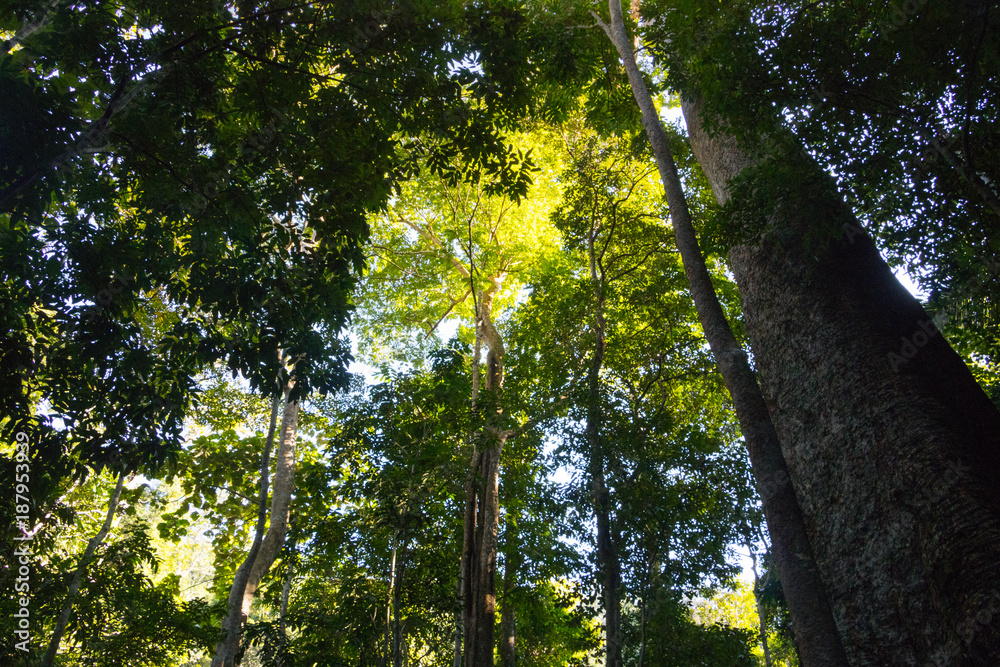 Fototapeta premium The big mersawa tree in King Taksin National Park at Thailand, Anisoptera costata, mersawa, Krabak tree