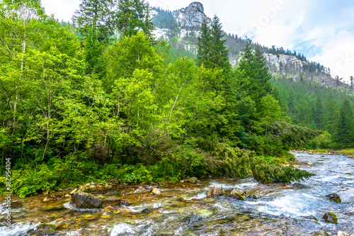 Landscape of mountain river in the forest or stream in mountains  natural environment in Tatras