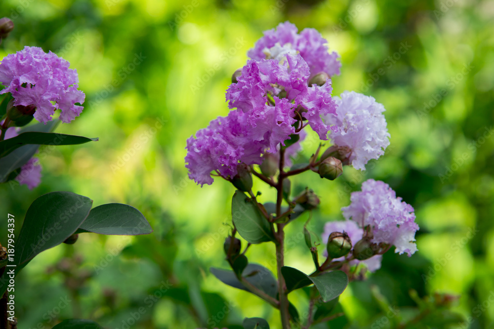 Elegant and bright flowers.Common Crepe Myrtle Elegant and bright flowers.Common Crepe Myrtle