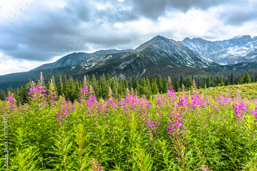 High mountains, landscape with summer mountain flowers on field, Hala Gasienicowa, popular tourist attraction in Tatra National Park, Poland