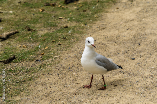 Seagull on the ground