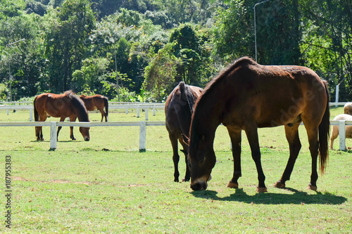Horses on the Farm, Grazing horses © ponsulak